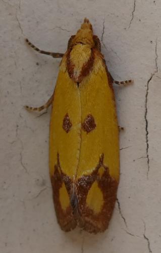 Agapeta zoegana